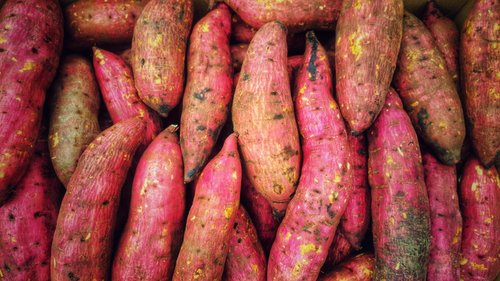 Korean Sweet Potato (Goguma) for Menopausal Blood Sugar & Fiber: The Quiet Glycemic Hero of Korean Wellness (2026 Guide)